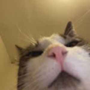 Meet your Posher, Celine